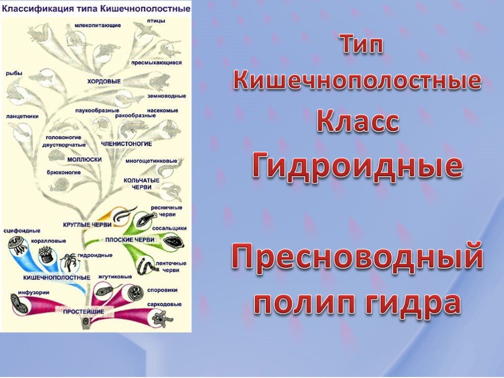 Кракен зеркало на сегодня