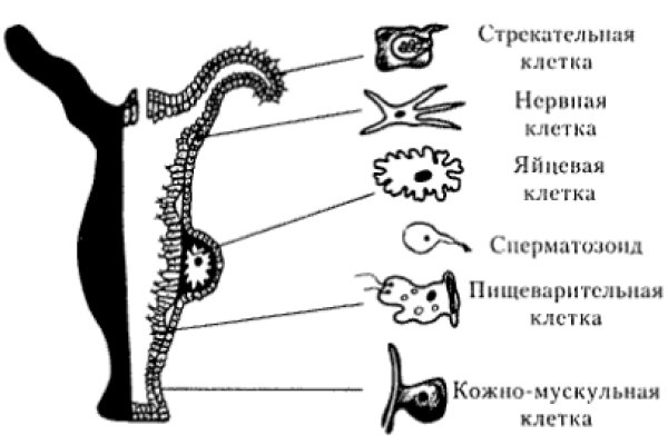 Kraken сайт анонимных покупок